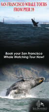 San Francisco Whale Watching