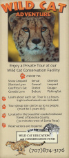 Wild Cat Education Rack Card