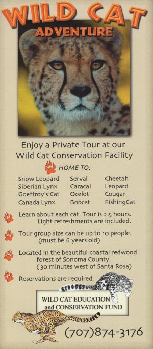 Wild Cat Education Rack Card brochure thumbnail
