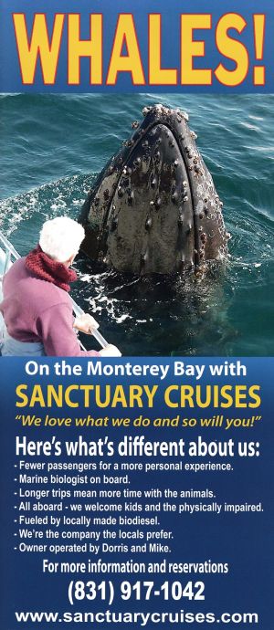 Sanctuary Cruises Whale Watch brochure thumbnail