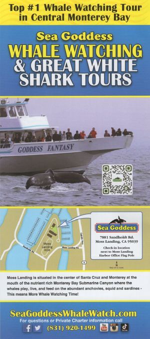 Sea Goddess Whale Watching brochure full size