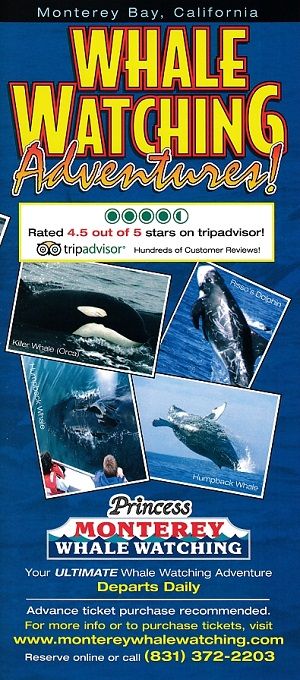Princess Whale Watch Adventures brochure thumbnail
