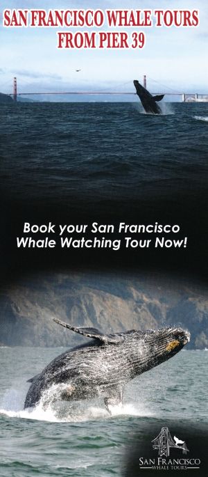 San Francisco Whale Watching brochure thumbnail