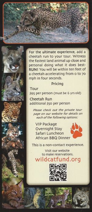 Wild Cat Education Rack Card brochure thumbnail